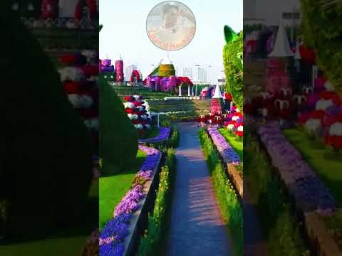 Dubai Miracle Garden 2021 – Short status Videos – Life Of Hashmi