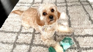 It's IMPOSSIBLE to do Laundry with My Cavapoo Puppy!