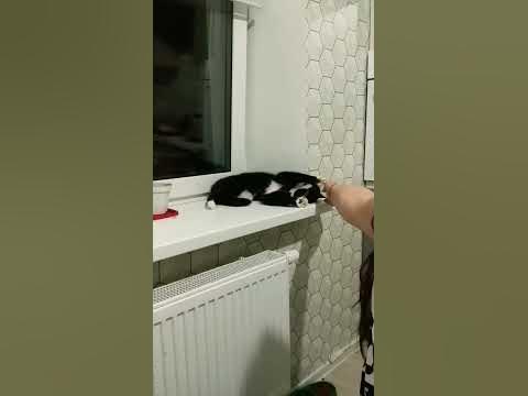 Дочка кошки Нюши. - YouTube