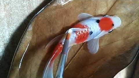 Nghệ thuật vẽ 3D Nhật Bản P3 | Vẽ cá 3D với chất liệu resin