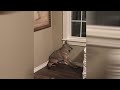 Woman wakes up to coyote in her bedroom