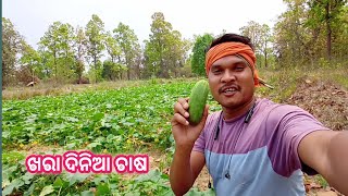 ଖରା ଦିନିଆ ଚାଷ !! Village Farming in odisha !! Summer Season farming !! Farming in odisha