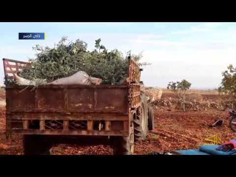 تقريرعن موسم قطاف الزيتون في المناطق المحررة