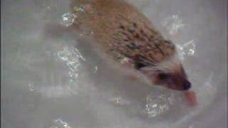 Mr.sonic Vlogsbath Time