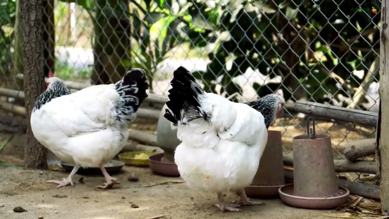 Agrotek | Rahasia Sukses Beternak Ayam Sussex Tips dari Para Peternak Berpengalaman