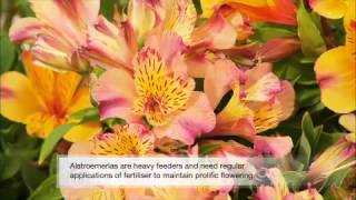 Growing & Cutting Alstroemeria Flowers