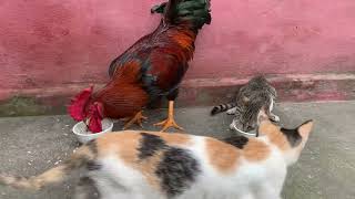 Cats and chickens compete for food. The interesting life of chickens and kittens