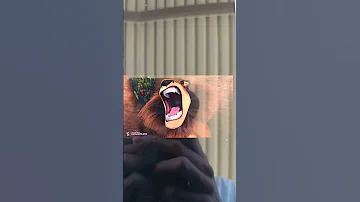 MADAGASCAR 2005 Alex S Roar But It S Samson Roar 