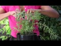 I Where Plants Lavender Find Can