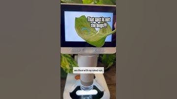 Darwin M2 microscope from is easy to use on the 4” screen! #spidermites #plants #spiders #mites