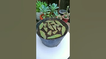 2 ways to propagate panda plant (part 2)