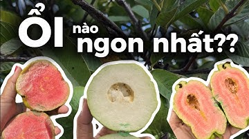 ⁉️⁉️ ỔI NÀO NGON NHẤT???