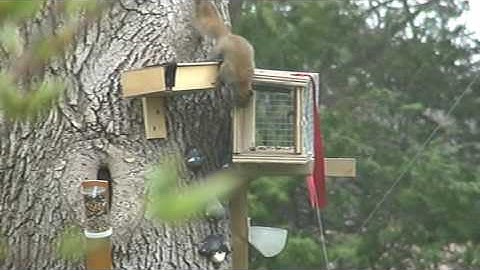 How to catch a red squirrel part two