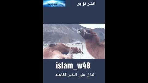 أرح قلبك -قرآن كريم بصوت ماهر المعيقلي /حالات واتساب دينية /مقاطع دينية قصيرة /مقاطع إنستقرام دينية