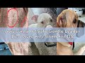 Avis sur la PetSafe Gentle Leader Licol avec entraînement DVD