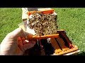 Checking apidea mating hive for young bee queen