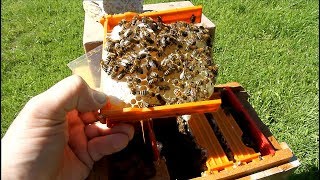 Checking Apidea mating hive for young bee queen