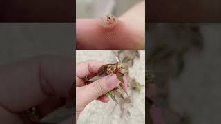 Mẹo trị mụn cơm, mụn cóc cực kỳ đơn giản ngay tại nhà