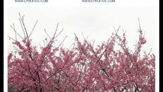陈哲毅风水大师压箱宝改造命运的风水利器夫妻感情和睦上篇)