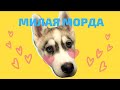 МИЛАЯ МОРДА | Хаски Гром и Кошка Овсянка