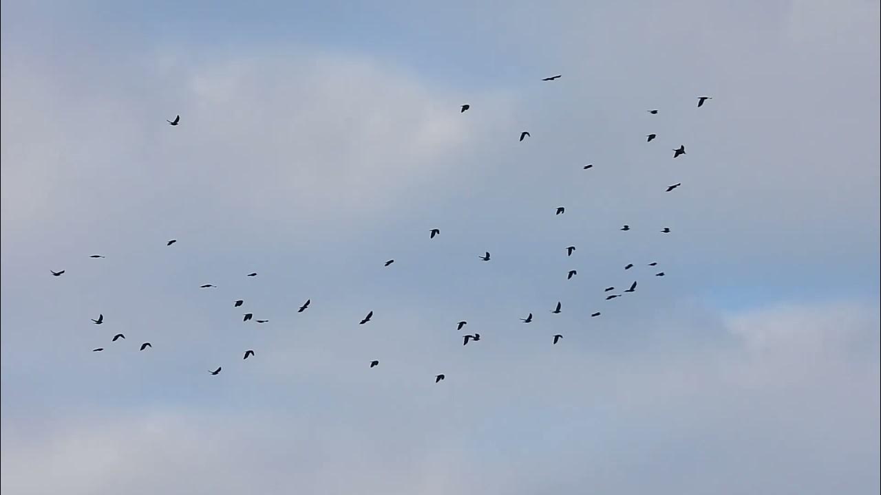 Миграция птиц. Стая цаплиная. Птицы собираются в стаи картинки. Стая птиц. Хаотично летающие птицы.