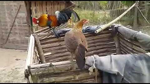 qaib dib qaib qus zoo nkauj zoo nraug qua zoo heev..02054502004.