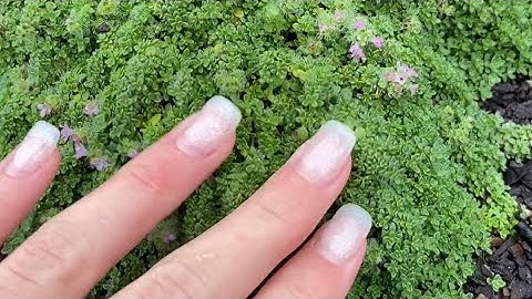 Children in the Dell: Sensory Garden