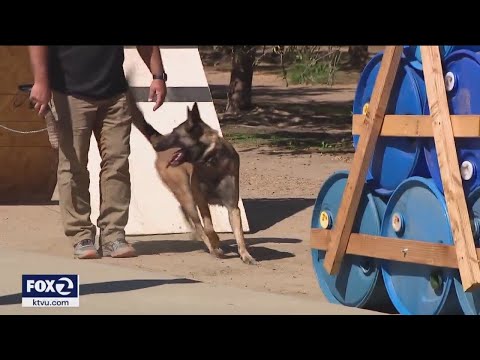 California lawmakers seek to ban police dogs from biting suspects