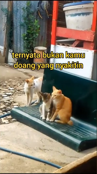 STORY WA KUCING BUCIN #shorts #kucing