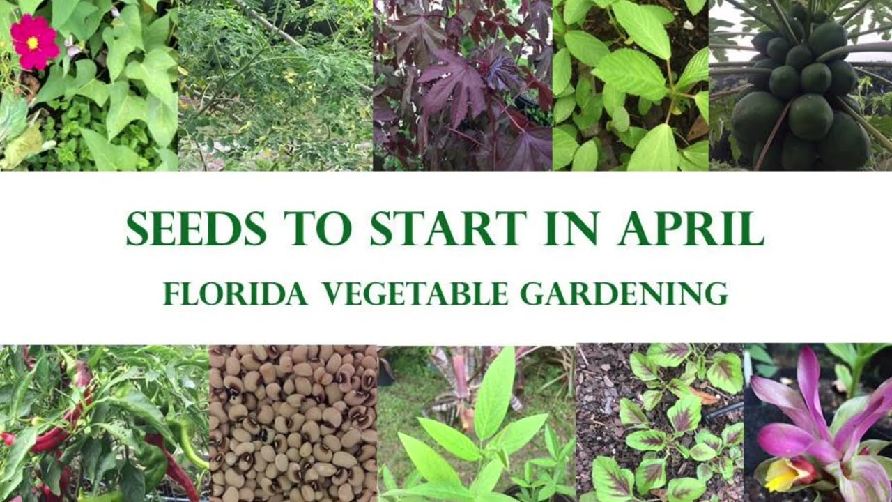 What To Plant In Your Florida Vegetable Garden in April YouTube
