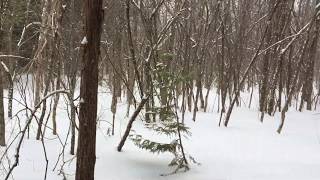 PEC Winter Forest Walk