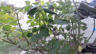 Allens Hummingbird Wide-Angle Nest Activity (10 sample clips) V14180
Contains JCMDI Catalog #: V14071,V14072,V14073,V14074,V14075,V14076,V14077,V14078,V14079,V14080,
Generic description: This is a collection of full-length clips in lowered resolution for YouTube upload, providing content audition/evaluation. The actual resolution, clip-specific details and original raw files are available for licensed commercial use and download at JCMDI.COM in the Stock Footage section. Please refer to the catalog numbers listed above when searching for these clips at the site. Many other 4k, 2k, 1080p, 720p, and 480p (SD) format clips of time lapse, slow motion, clouds, sky, stars, jet trails, moon, hummingbirds, and nature stock footage are available at JCMDI.COM.
Note: The audio and video material contained herein is copyright 2014 JCM Digital Imaging, however, you may download this footage directly from YouTube and use it free of charge in your own non-profit/non-commercial YouTube videos, school projects, etc. The full free usage policy and YouTube copyright notice/ad info can be found here (please read before using JCMDI material): http://jcmdi.com/stockfootage/faq.html#freeusage http://jcmdi.com/stockfootage/faq.html#partner Allens Hummingbird Wide-Angle Nest Activity (10 sample clips) V14180