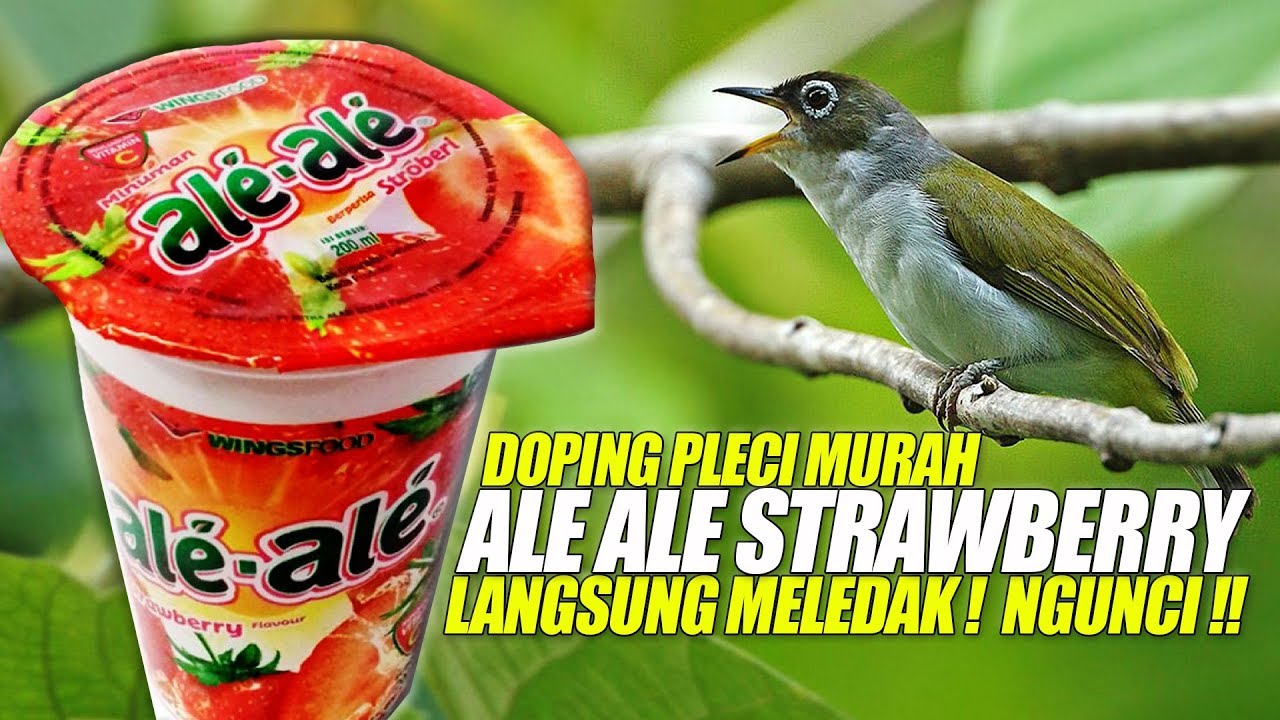 Ale Ale STRAWBERRY | Doping Burung PLECI Untuk Harian Agar NGUNCI Bisa  NGOTOT Bongkar Isian - YouTube