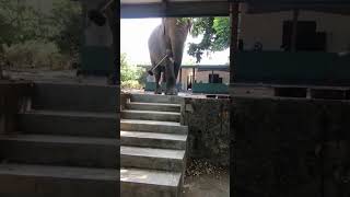 Elephant Charging but Stops Suddenly 🐘😲 #WildlifeShorts  #elephantconservation