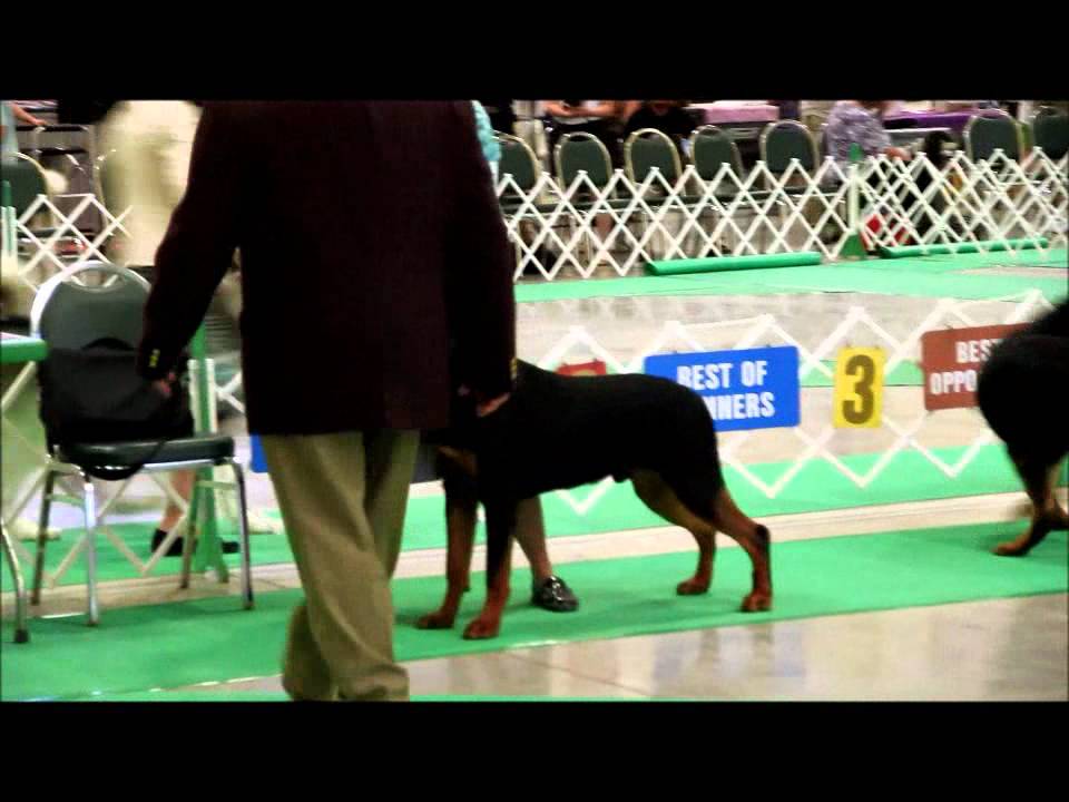 070211 Kettle Moraine KC Rottweiler 912 Dogs YouTube
