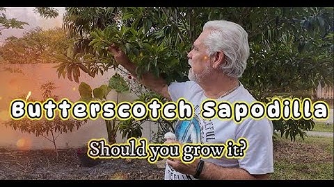 Discover the Shy-Yet-Flavorful Sapodilla Tree – Unveiling Its Irresistible Butterscotch Fruit!