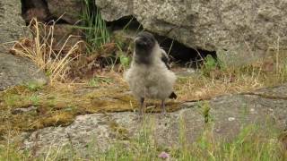 Hooded Crow Fledgling Walking And Hopping In The Park, Calling Its Parents