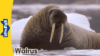 Meet the Animals | Walrus | Wild Animals | Stories for Kindergarten