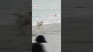 Köpeğin Çantayı Alıp Kaçtığı Anlar Kamerada