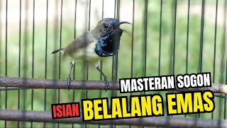 Masteran Sogok Ontong Tembakan Belalang Emas
