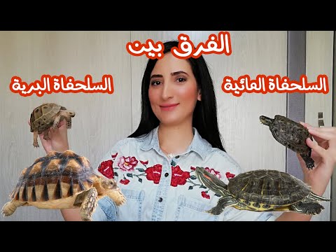 الفرق بين السلحفاة البرية والسلحفاة المائية