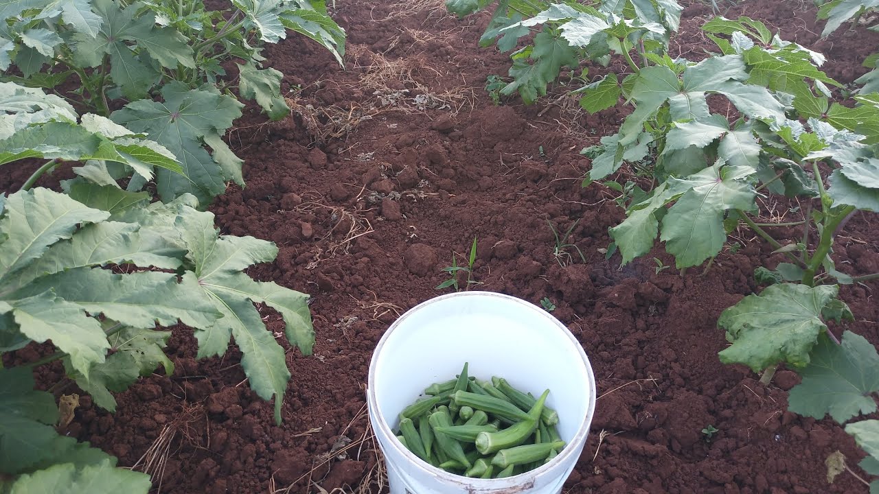 Okra farming is not easy… here’s what they don’t tell you