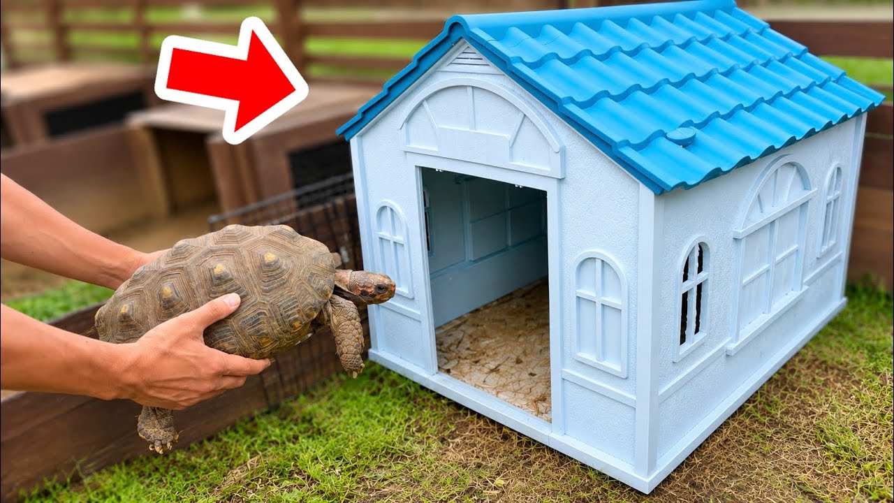 総檜造り犬小屋 I bought a dog house for my outdoor tortoise enclosure - YouTube