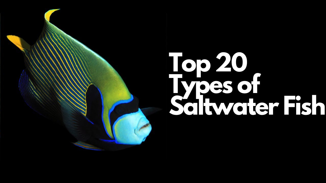 The 11 Best Saltwater Aquarium Fish for True Beginners