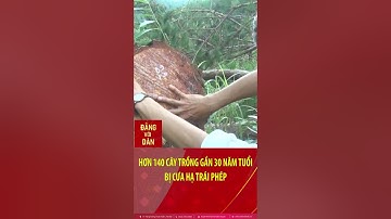 Hơn 140 cây trồng gần 30 năm tuổi bị cưa hạ trái phép #shorts