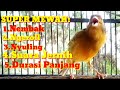 Kenari Gacor Ngeroll Nembak Panjang Mujarab Tuk Pancingan Dan Masteran Mp3 - Mp4 Download
