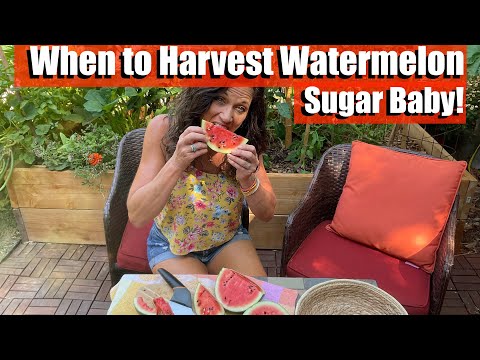 Video: Tiger Baby Watermelon Care: Lär dig om Tiger Baby Melon Vines