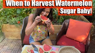 When to Harvest Sugar Baby Watermelon - the Most Important Clue! 🍉