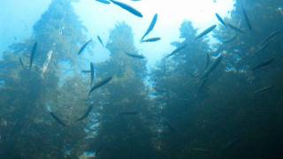 Ecco The Dolphin Music - After the Storm - Spencer Nilsen