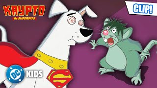 Superman's Dog VS Scaredy-Rat?! 🐀🙀 | Krypto The Superdog | #KidsCartoons @dckids